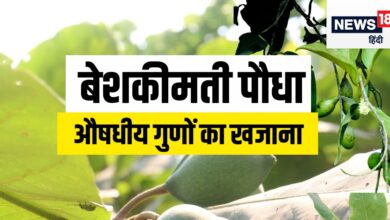 Myrobalan mother of ayurvedic medicine know uses and benefits