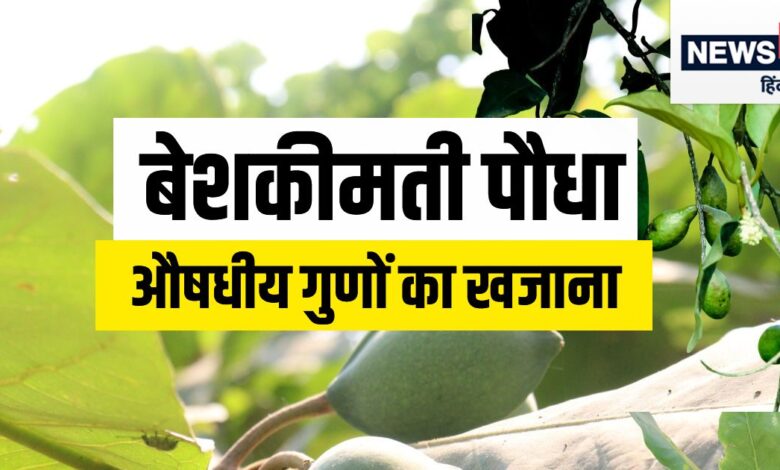Myrobalan mother of ayurvedic medicine know uses and benefits