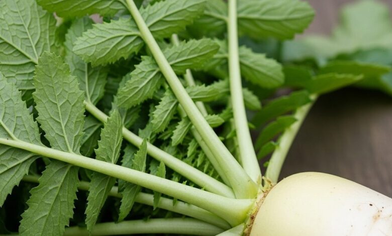 Radish leaves health benefits, मूली के पत्तों के जबरदस्त फायदे जानें, सेहत के लिए क्यों हैं जरूरी.