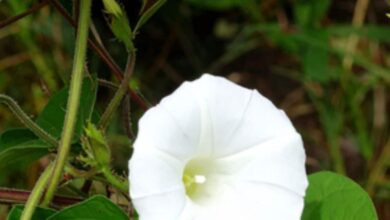 Shankhpushpi health benefits: शंखपुष्पी के आयुर्वेदिक फायदे