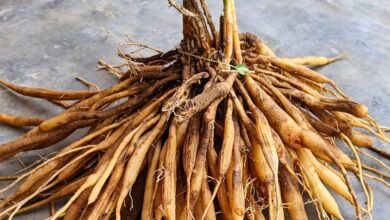 Shatavari Health benefits for Men: पुरुषों की खोई ताकत लौटाए, सेहत के लिए वरदान