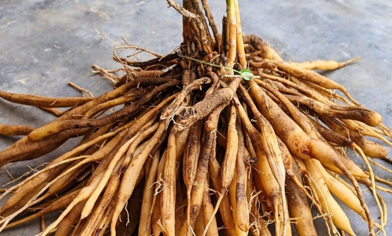 Shatavari Health benefits for Men: पुरुषों की खोई ताकत लौटाए, सेहत के लिए वरदान