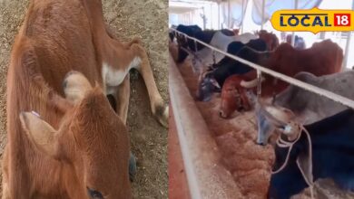 Shri Ram Gaushala in Sikar has become an example of innovation, conserving rainwater to provide care for 400 destitute cows. The gaushala is being run collectively by the people of Bateen village.