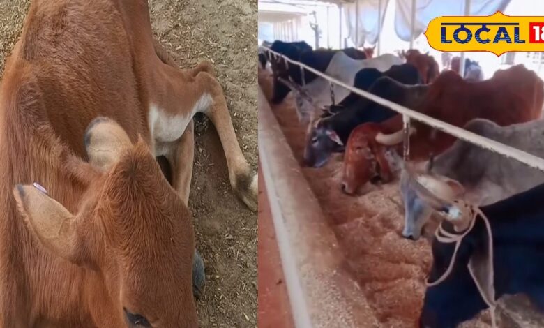 Shri Ram Gaushala in Sikar has become an example of innovation, conserving rainwater to provide care for 400 destitute cows. The gaushala is being run collectively by the people of Bateen village.