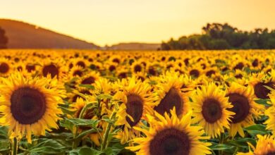 Sunflower ke fayde: सूरजमुखी के फायदे और इस्तेमाल का तरीका