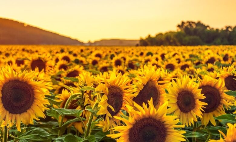 Sunflower ke fayde: सूरजमुखी के फायदे और इस्तेमाल का तरीका