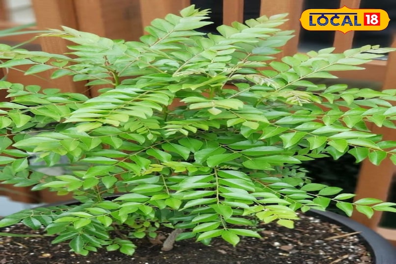 मीठा नीम मीठा नीम