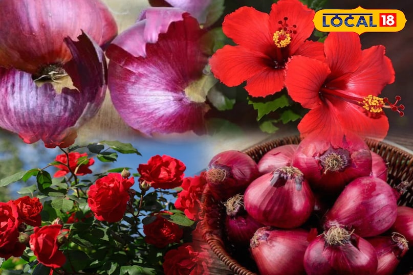 गार्डेनिंग टिप्स 