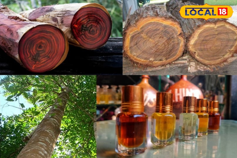 इत्र या परफ्यूम का जिक्र होते ही जहन में फूलों की महक आती है लेकिन परफ्यूम की दुनिया का असली आधार जंगलों की गहराई में छिपा है। जिसे हम वुडी फ्रेगरेंस कहते हैं वह असल में पेड़ों के तनों और उनकी जड़ों से निकलने वाला वो सत्व है जो इत्र को स्थायित्व और गहराई देता है उन 5 प्रकार की लकड़ियों जिनके बिना दुनिया के बड़े परफ्यूम ब्रांड अधूरे हैं