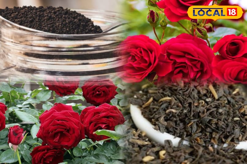 होम गार्डेनिंग होम गार्डेनिंग