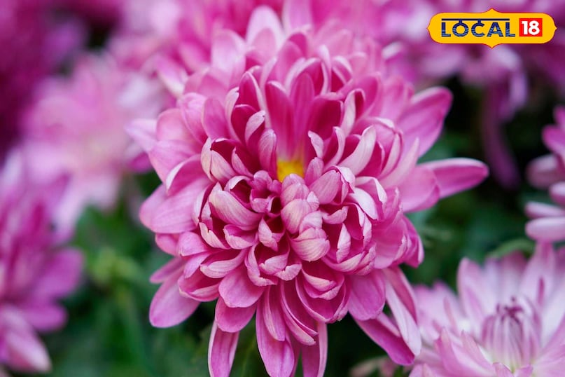 गार्डेनिंग टिप्स गार्डेनिंग टिप्स