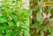 अगर आपके घर में भी ये 5 पौधे? सर्दियों में नहीं जाना पड़ेगा डॉक्टरों के पास, जड़ से मिटता है दर्द - Uttar Pradesh News