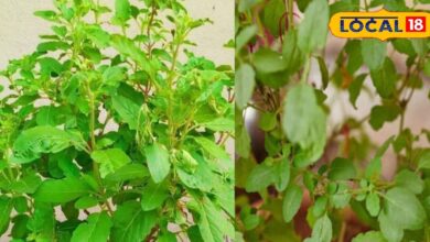 अगर आपके घर में भी ये 5 पौधे? सर्दियों में नहीं जाना पड़ेगा डॉक्टरों के पास, जड़ से मिटता है दर्द - Uttar Pradesh News