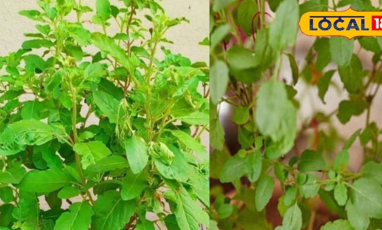 अगर आपके घर में भी ये 5 पौधे? सर्दियों में नहीं जाना पड़ेगा डॉक्टरों के पास, जड़ से मिटता है दर्द - Uttar Pradesh News