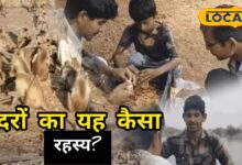 अजब-गजब: जवाई बांध का पानी 300 बंदरों की जान पर बनता खतरा, ग्रामीणों ने नाव से पहुंचाया 2 लाख का खाना!