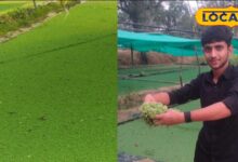 अजोला बो कर किसान ने बदली पशुपालन और खेती की दिशा, जानें अन्य किसान कैसे लगाएं इसका प्लांट 