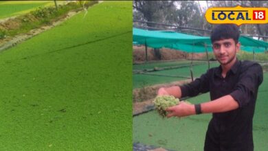 अजोला बो कर किसान ने बदली पशुपालन और खेती की दिशा, जानें अन्य किसान कैसे लगाएं इसका प्लांट 