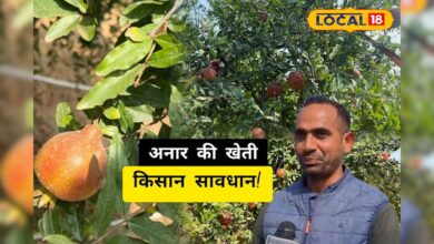 अनार किसान अलर्ट! फसलों में तेजी से फैल रहा फंगल संक्रमण, पूरे बाग पर मंडरा रहा संकट