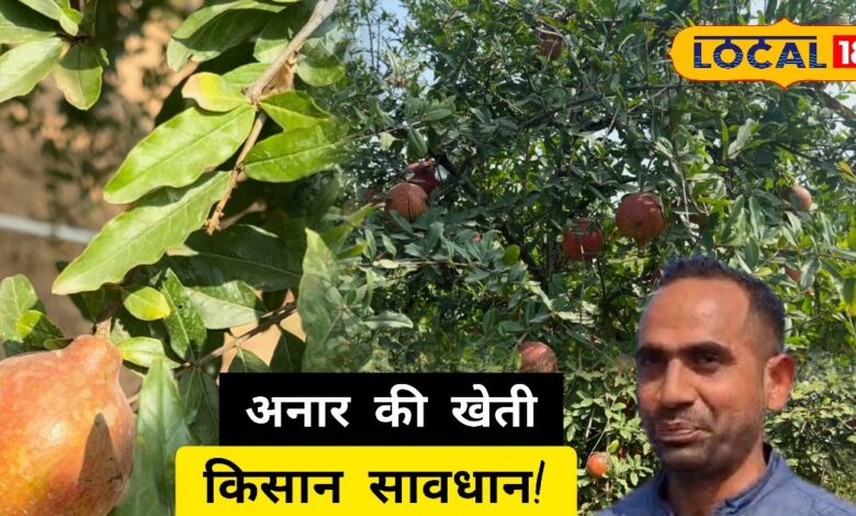 अनार किसान सावधान! आपकी छोटी-सी गलती पूरे बाग को कर सकती है बर्बाद, तेजी से फैल रहा है यह फंगल वायरस