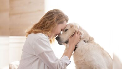 अपने पालतू कुत्ते को गलती से भी न खिलाएं ये चीजें, हो सकता है यह बड़ा नुकसान