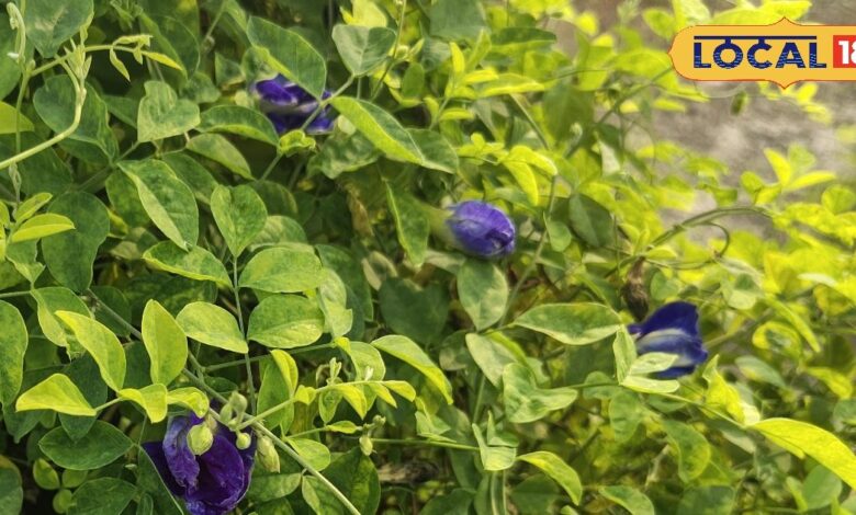 अपराजिता के फूल सिर्फ सुंदर नहीं बल्कि औषधीय गुणों का भंडार, बच्चों की याददाश्त बढ़ाने से लेकर दर्द–सूजन में कारगर - Bihar News