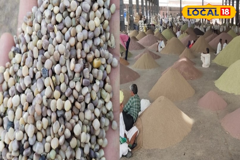 ग्वार के भाव 