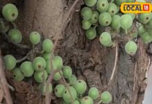 अरावली की गोद में उगता है यह पहाड़ी फल, दिल, हड्डियों और पाचन के लिए है रामबाण, जानें रोजाना कैसे करें सेवन - Rajasthan News