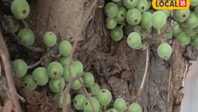अरावली की गोद में उगता है यह पहाड़ी फल, दिल, हड्डियों और पाचन के लिए है रामबाण, जानें रोजाना कैसे करें सेवन - Rajasthan News