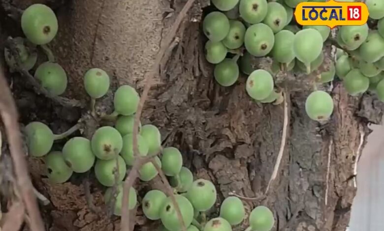 अरावली की गोद में उगता है यह पहाड़ी फल, दिल, हड्डियों और पाचन के लिए है रामबाण, जानें रोजाना कैसे करें सेवन - Rajasthan News