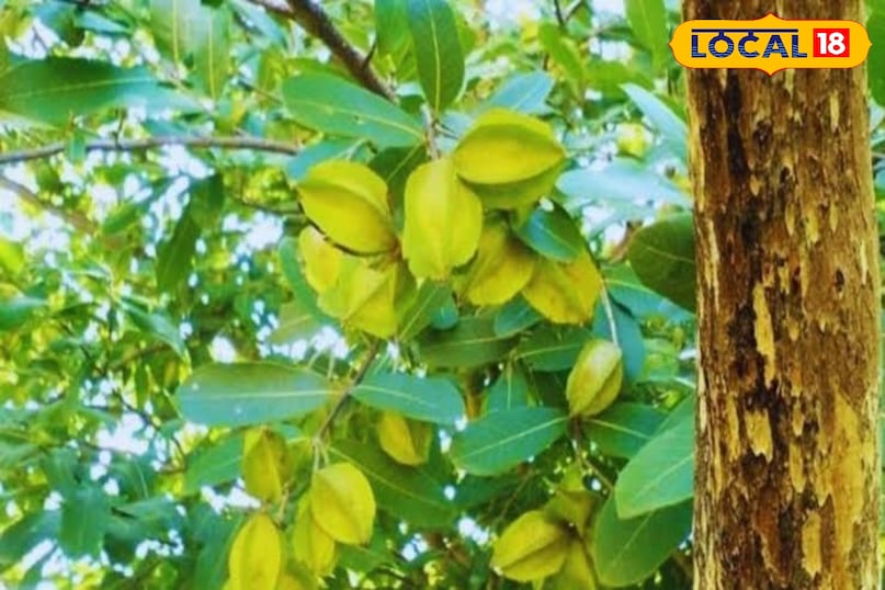 अर्जुन का पेड़ 