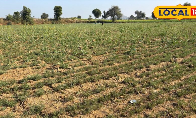 अलवर में चना, गेहूं और सरसों की खेती के लिए देखभाल के जरूरी टिप्स