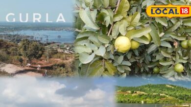 एग्रीकल्चर न्यूज: अपने अमरूद के लिए जाना जाता है यह गांव, हर घर में होती है अमरूद की खेती