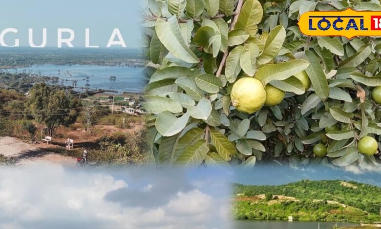 एग्रीकल्चर न्यूज: अपने अमरूद के लिए जाना जाता है यह गांव, हर घर में होती है अमरूद की खेती