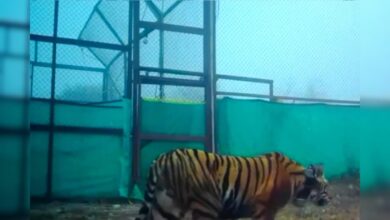 ऐतिहासिक पल! एयरलिफ्ट होकर बूंदी पहुंची बाघिन PN-224, रामगढ़ टाइगर रिजर्व में रिलीज