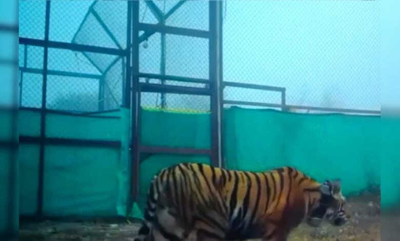 ऐतिहासिक पल! एयरलिफ्ट होकर बूंदी पहुंची बाघिन PN-224, रामगढ़ टाइगर रिजर्व में रिलीज