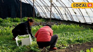 ऑनलाइन फूड से ऑर्गेनिक खेती तक, ये 3 बिजनेस आइडिया बना देंगे घर बैठे धन्ना सेठ! तेजी से बढ़ेगी आमदनी - Uttar Pradesh News