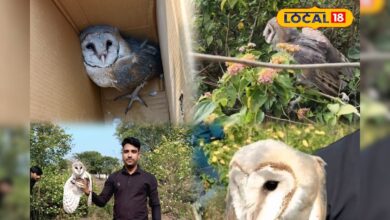 ऑफिस में घुस गए ‘रहस्यमयी परिंदे’, कुछ ही मिनटों में मच गया हंगामा! वीडियो वायरल