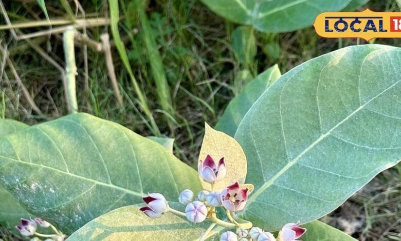 औषधीय गुणों का खजाना भोलेनाथ का प्रिय पौधा, दर्द से फौरन देता राहत, कई रोगों में रामबाण - Madhya Pradesh News