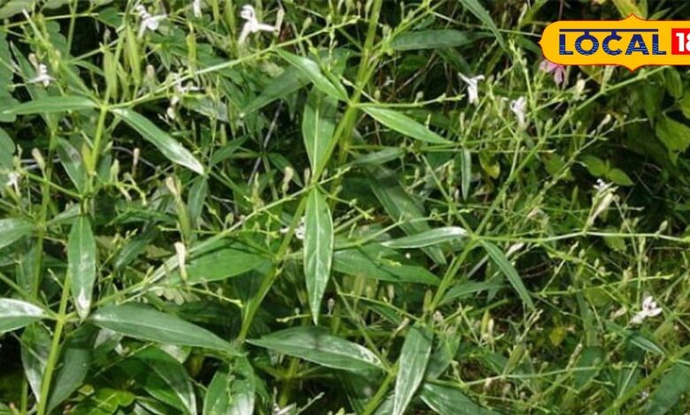 कड़वी है...पर तगड़ी है! भारत से लेकर श्रीलंका, नेपाल तक इस औषधि का बोलबाला, कई बीमारियों में रामबाण - Madhya Pradesh News