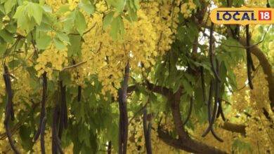 कब्ज और बुखार से लेकर हृदय रोग तक, अमलतास करता है कमाल, जानें इसे खाने के आसान और असरदार तरीका - Uttar Pradesh News