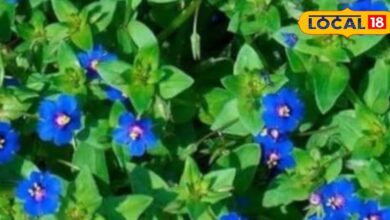 कब्ज से लेकर गठिया तक, चमत्कारी है नील का पौधा, हर हिस्सा कीमती, जानें उपयोग का तरीका - Uttar Pradesh News