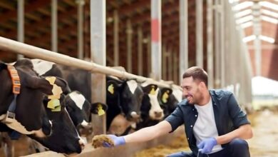 कम पूंजी में लगातार चलने वाला बिजनेस! न कोई पढ़ाई ना ही कोई भारी गणित, लाखों में होगी कमाई