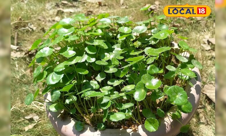 कमाल का है ये पौधा! दिमाग, बाल और पेट का रखे ख्याल, सेहत के लिए बेहद फायदेमंद