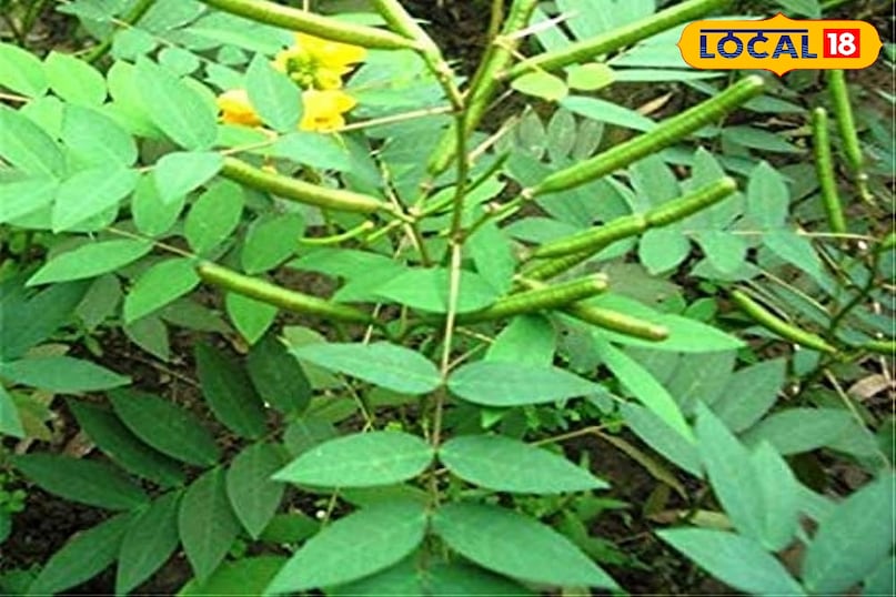 कासमर्द का पौधा 