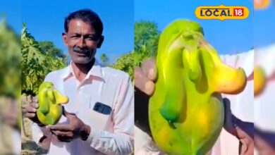 किसान के खेत में उगा गणेश स्वरूप पपीता, देखने उमड़ रही लोगों की भीड़ – News18 हिंदी