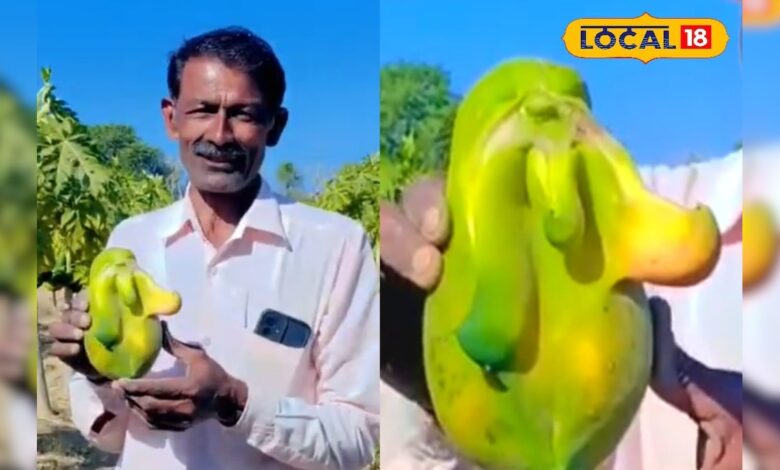 किसान के खेत में उगा गणेश स्वरूप पपीता, देखने उमड़ रही लोगों की भीड़ – News18 हिंदी