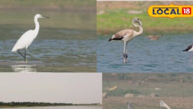 किस्तारेड्डीपेट झील हैदराबाद – Rare Birds & Flamingo Spot | Kistareddipet Lake Birdwatching Hyderabad