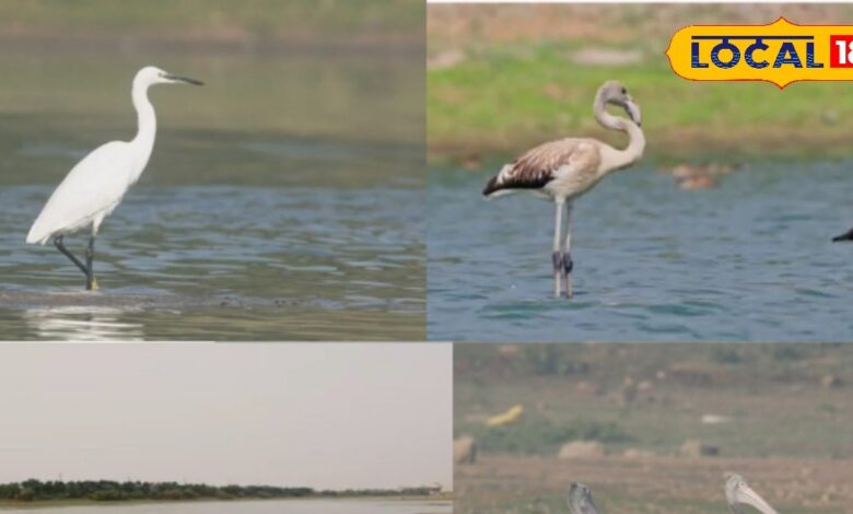 किस्तारेड्डीपेट झील हैदराबाद – Rare Birds & Flamingo Spot | Kistareddipet Lake Birdwatching Hyderabad