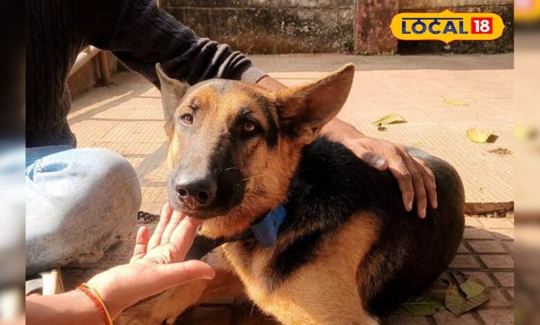 कुत्तों में तेज़ी से फैल रहा ये खतरनाक वायरस, लापरवाही की तो जा सकती है जान! जानें लक्षण और बचाव