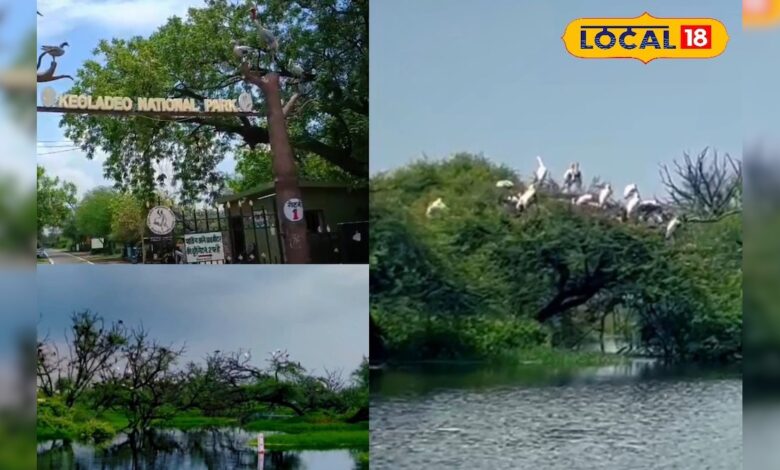 केवलादेव ने दिखाया प्रकृति संरक्षण का सबसे खूबसूरत उदाहरण! – News18 हिंदी